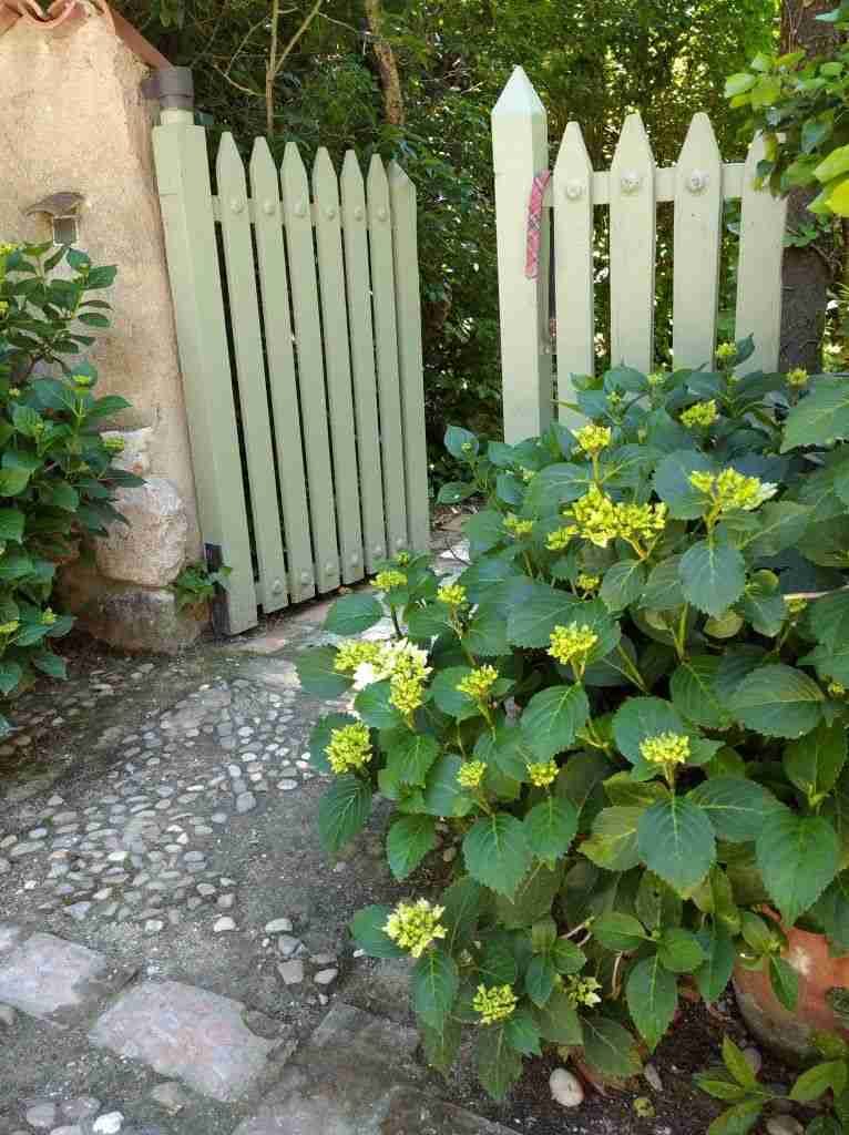 hortensias blancas