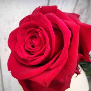 Rosa Eterna