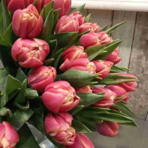 Tulipanes