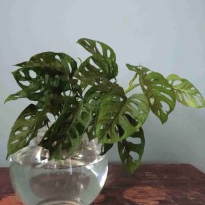 Planta en hidrocultivo.