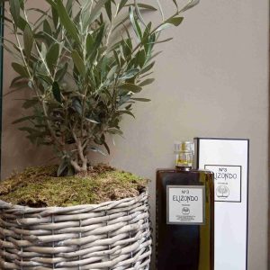 Olivo y aceite