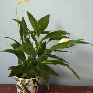 Planta spatifillium