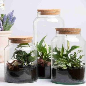 Terrarium
