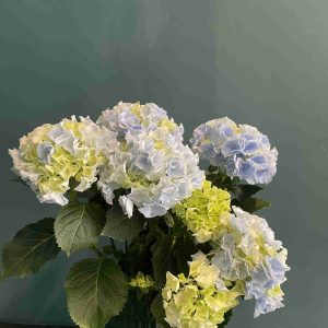 Planta de hortensia
