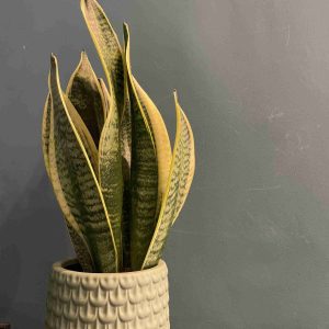 Planta Sanseviera