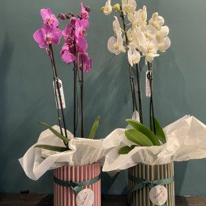 Orquideas