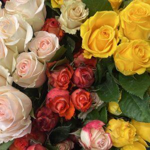 Rosas de temporada