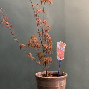 Acer palmatum
